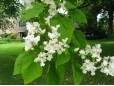 Catalpa bignonioides